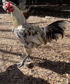 Liege Fighter Chicken